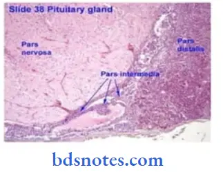 Histology-hypophysis-cerebri-pars-posterior-and-pars-intermedia