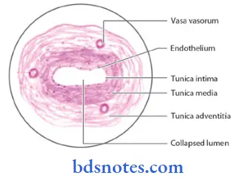 Histology-medium-size-artery