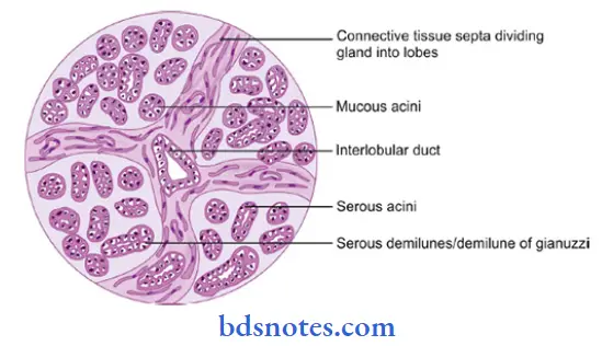 Histology-purely-serous-gland
