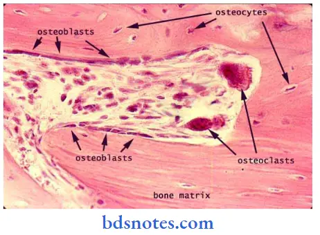 Histology-relationship-of-osteoblasts-and-osteoclasts-to-developing-bone