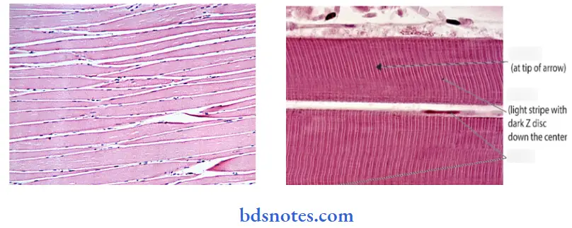 Histology skelatal muscle seen inlongitudinaal section and skelatal muscle seen inlongitudibaal section