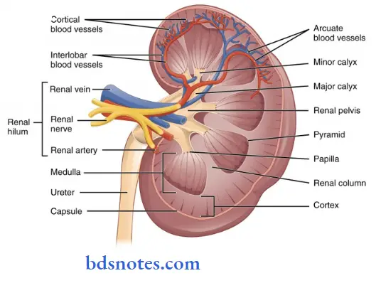 Histology-some-features-to-be-seen-in-a-coronal-section-through-the-kidney