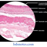 Histology-trachea-exhibiting-hyaline-cartilage