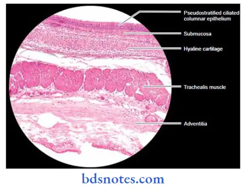 Histology-trachea-exhibiting-hyaline-cartilage