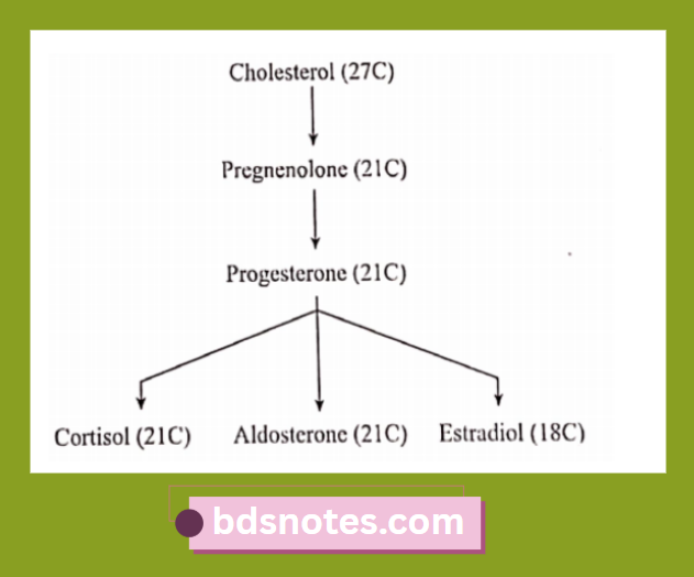 Hormonal Pathway From Cholesterol