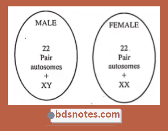 Human Chromosomes Male Vs Female