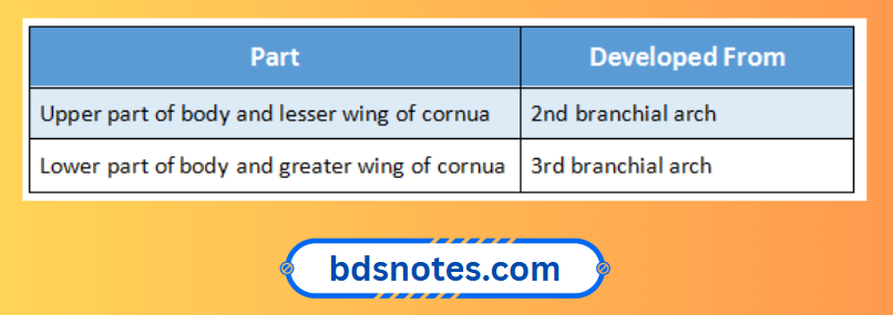 Hyoid Bone Development