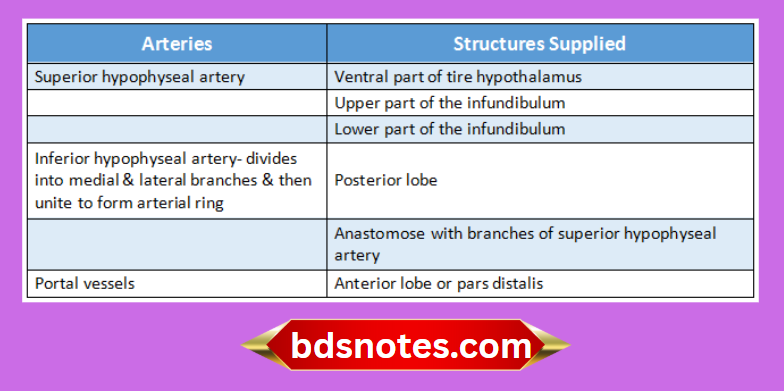 Hypophyseal Arteries And Supply