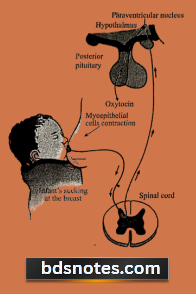 Hypothalamus Pituitary Milk Let Down Reflex
