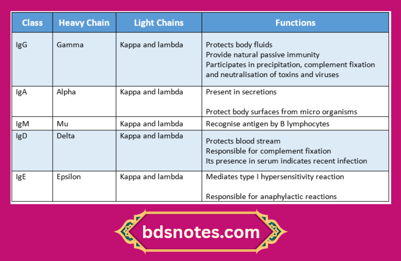 Immunoglobulin Classes And Functions