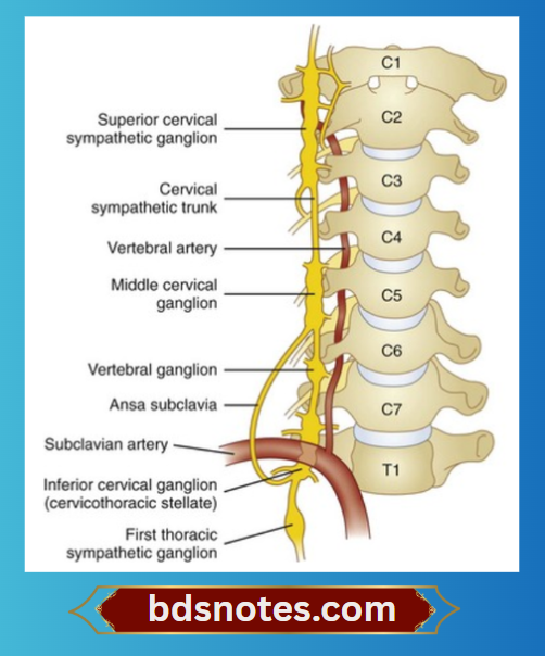 Inferior Cervical Ganglion Anatomy