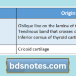 Inferior Constrictor Muscle Anatomy