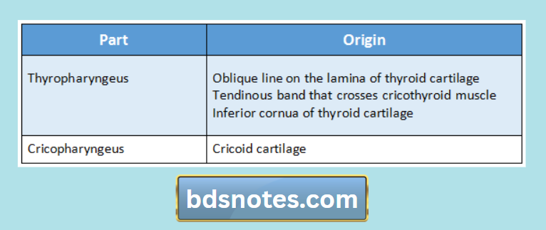 Inferior Constrictor Muscle Anatomy