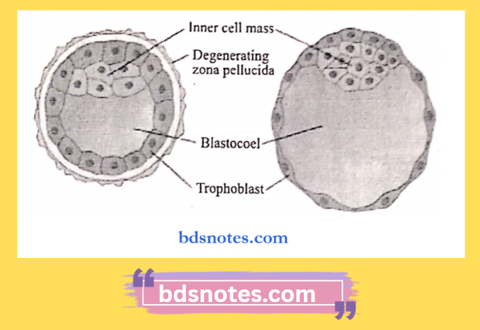 Inner Cell Mass Trophoblast