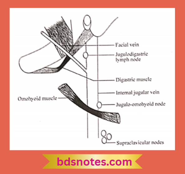 Jugulodigastric Jugulo Omohyoid Nodes