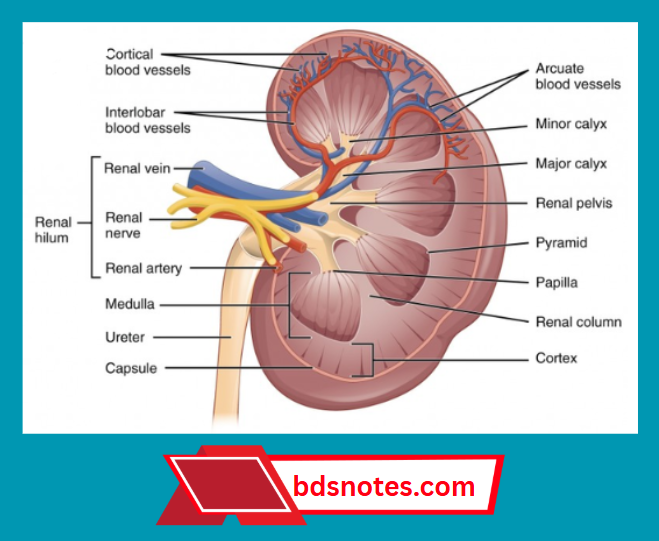 Kidney Anatomy Coronal Section