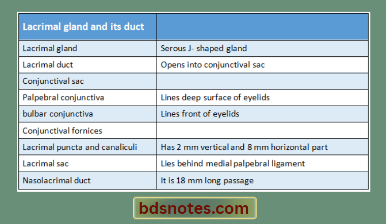 Lacrimal Gland And Ducts