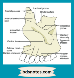 Maxilla: Anatomy, Function And Clinical Notes - BDS Notes