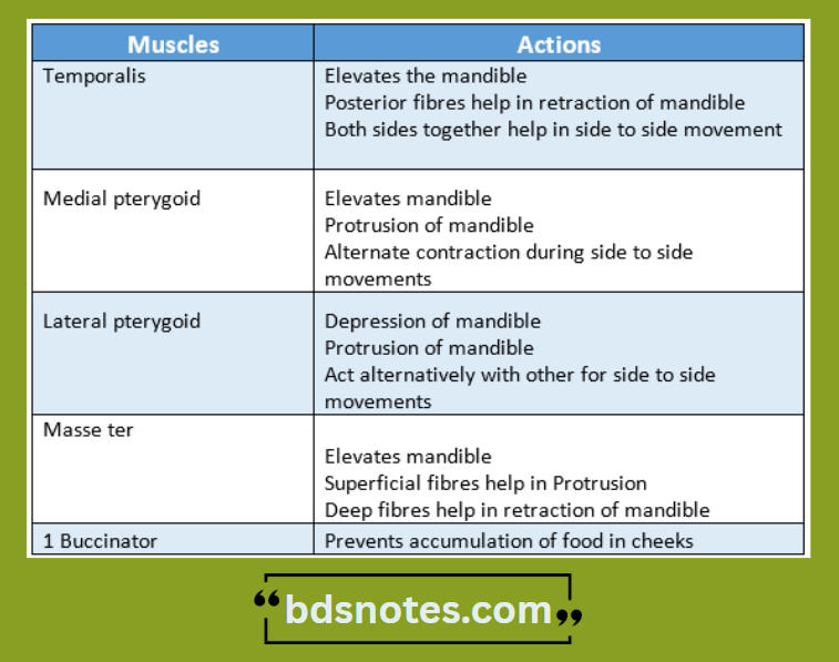 Lateral Pterygoid Muscle Mechanics
