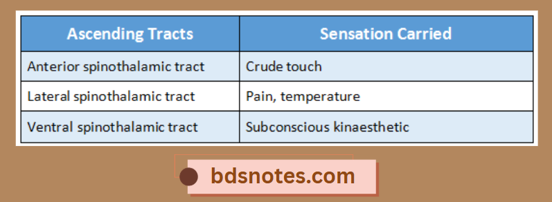 Lateral Spinothalamic Tract