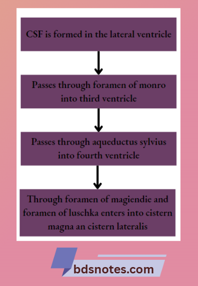 Lateral Ventricle CSF Flow