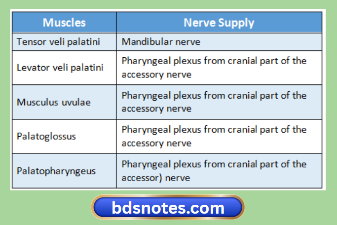 Levator Veli Palatini Nerve Supply
