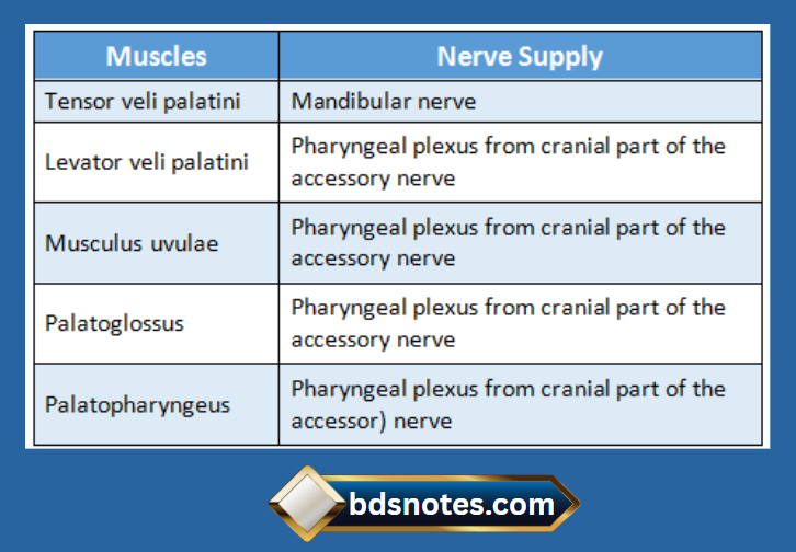 Levator Veli Palatini Nerve Supply