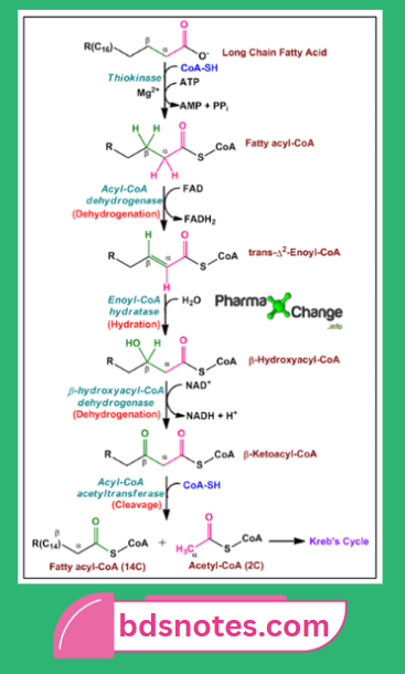 Lipid Metabolism Beta Oxidation