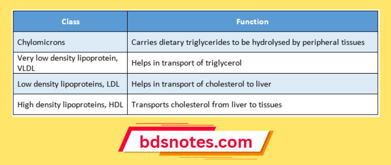 Lipid Metabolism Overview