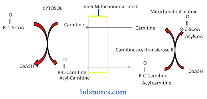 Lipids-carnitine-shuttle