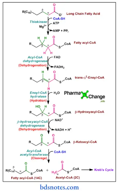Lipids stages in oxidation of fatty acids