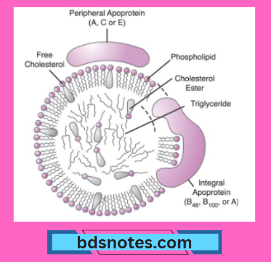 Lipoprotein Biochemistry
