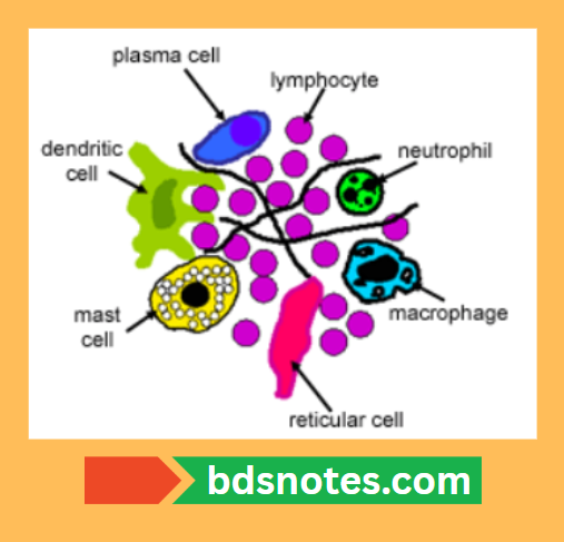 Lymph Node Cellular Components