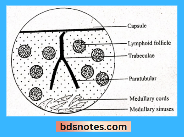 Lymph Node Histology Structure