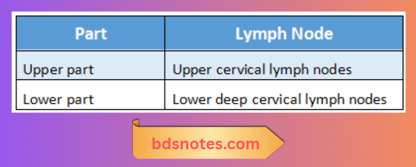 Lymphatic Drainage Neck Thyroid Gland