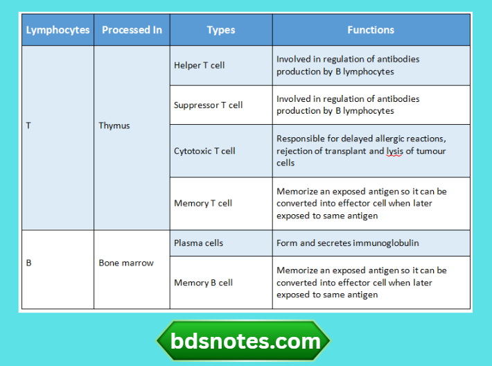 Lymphocyte Types And Functions