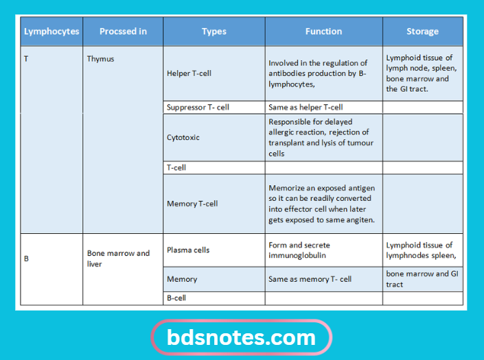 Lymphocytes Types Functions