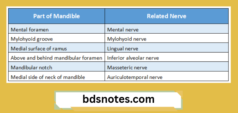 Mandible Nerve Relations