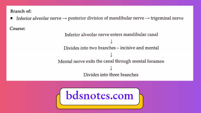 Mandibular Nerve Branches Diagram