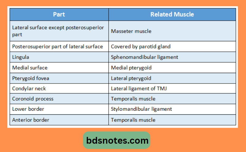 Masseter Muscle Mandible