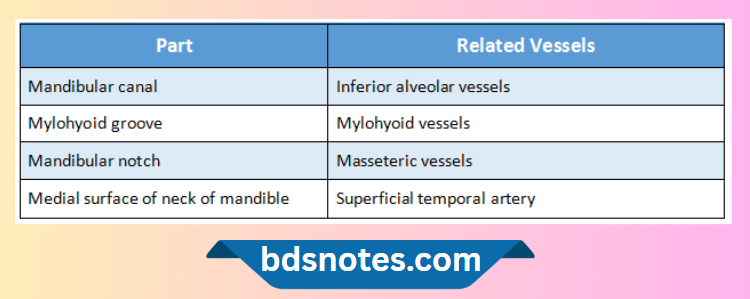 Masseteric Vessels Mandibular Notch
