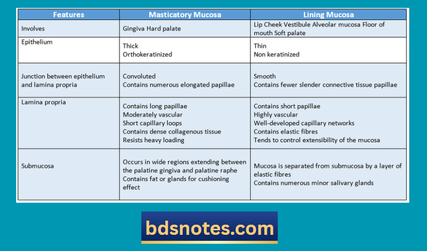Masticatory And Lining Mucosa Features