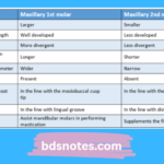 Maxillary 1st Vs 2nd Molars Comparison