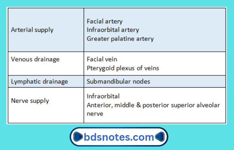 Maxillary Sinus Arterial Supply Diagram