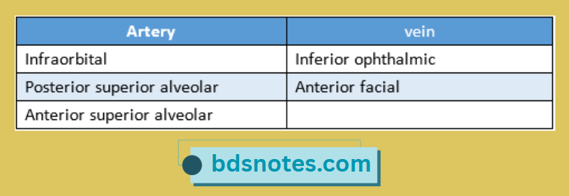 Maxillary Sinus Arteries And Veins