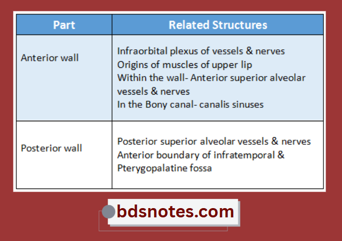 Maxillary Sinus Relations