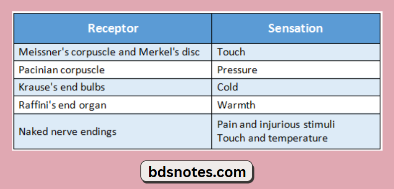 Mechanoreceptors Sensory Diagram