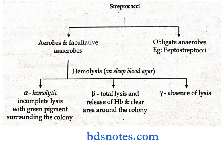 Microbiology Synopsis Streptococci