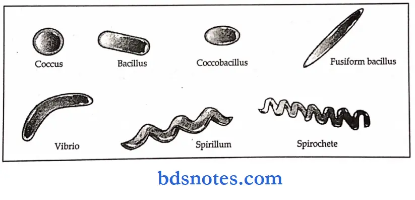 Microbiology Synopsis bacterial morphology and classification.2