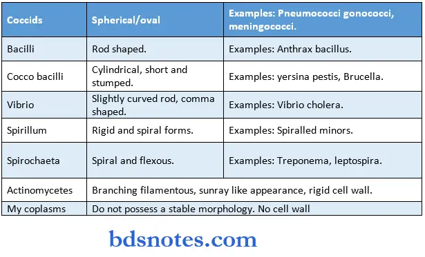 Microbiology Synopsis bacterial morphology and classification